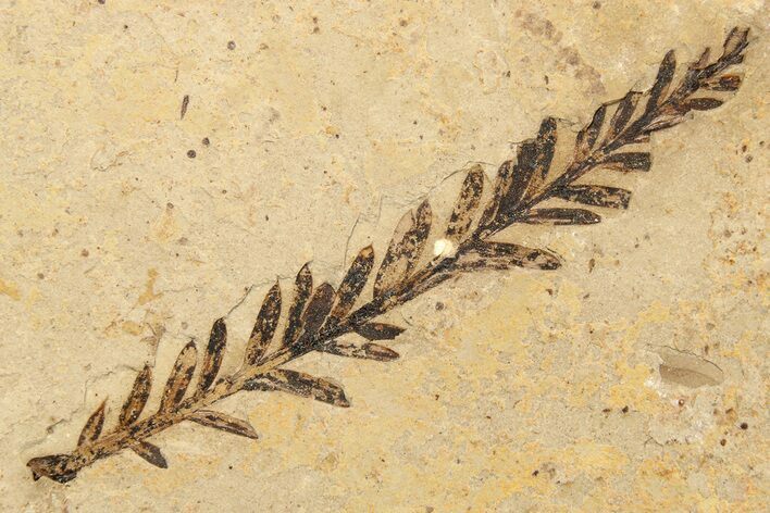 Conifer Needle (Sequoia) Fossil - McAbee, BC #262225